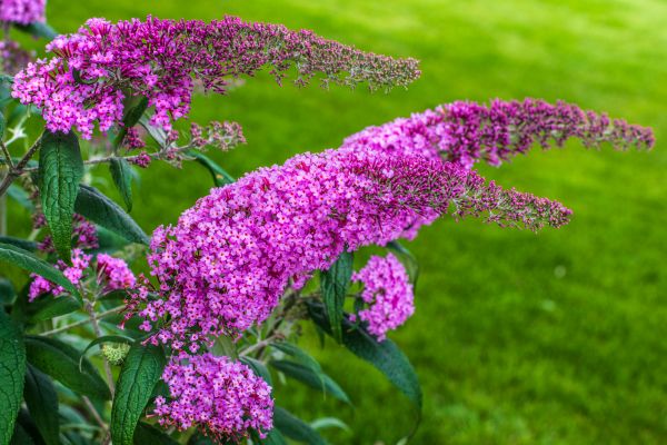 Butterfly Bush Removal in Millsboro
