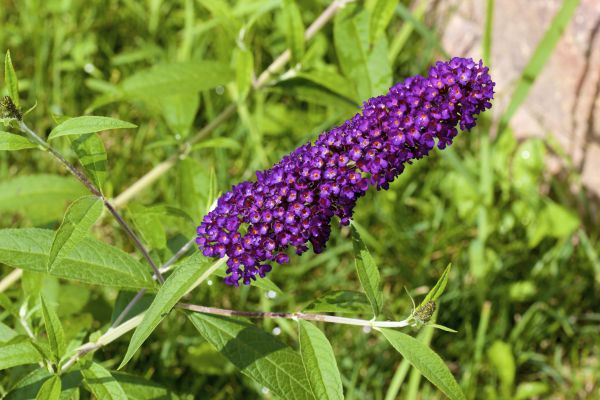 Butterfly Bush Pruning in Millsboro