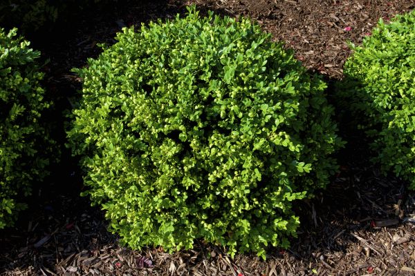 Boxwood Removal in Millsboro