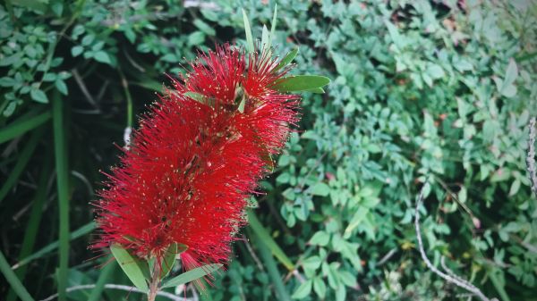 Cost of Bottlebrush Pruning in Millsboro