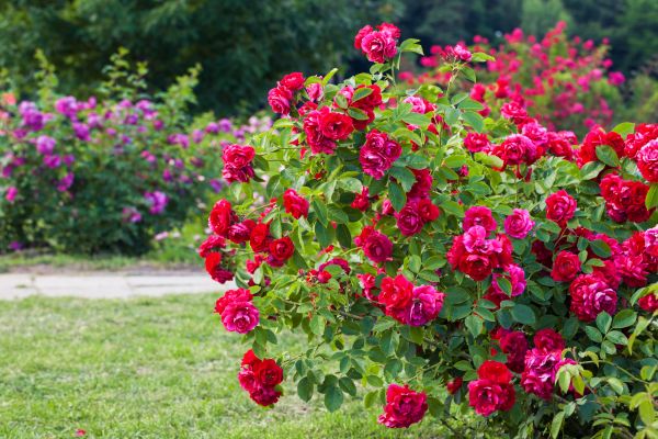 Shrub Trimming in Millsboro