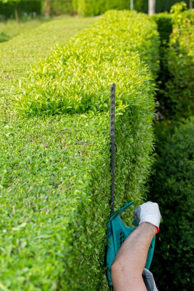 Hedge Trimming in Millsboro