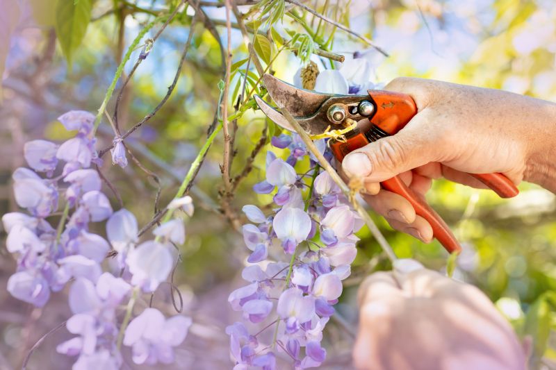 Forsythia Pruning
