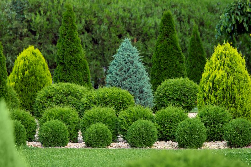 Recently Trimmed Shrubs