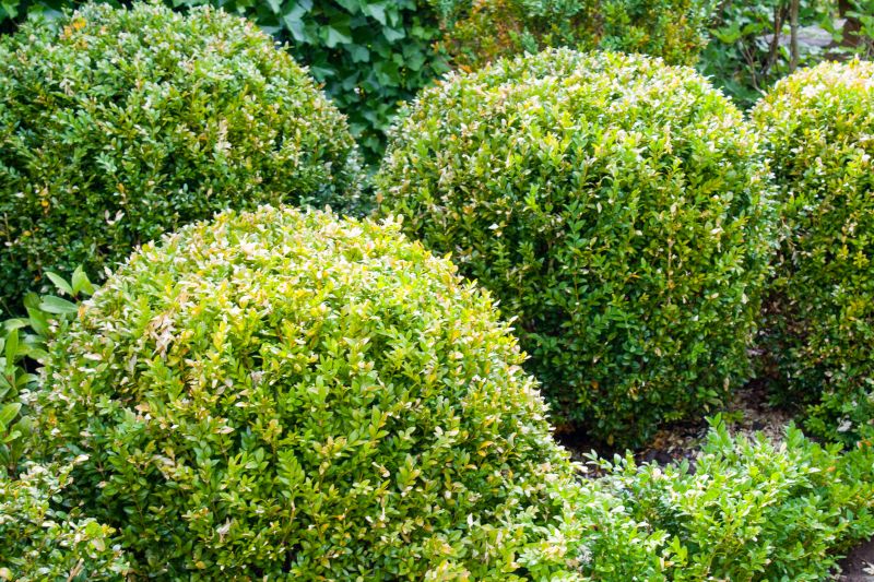 Healthy and Well-Shaped Shrubs