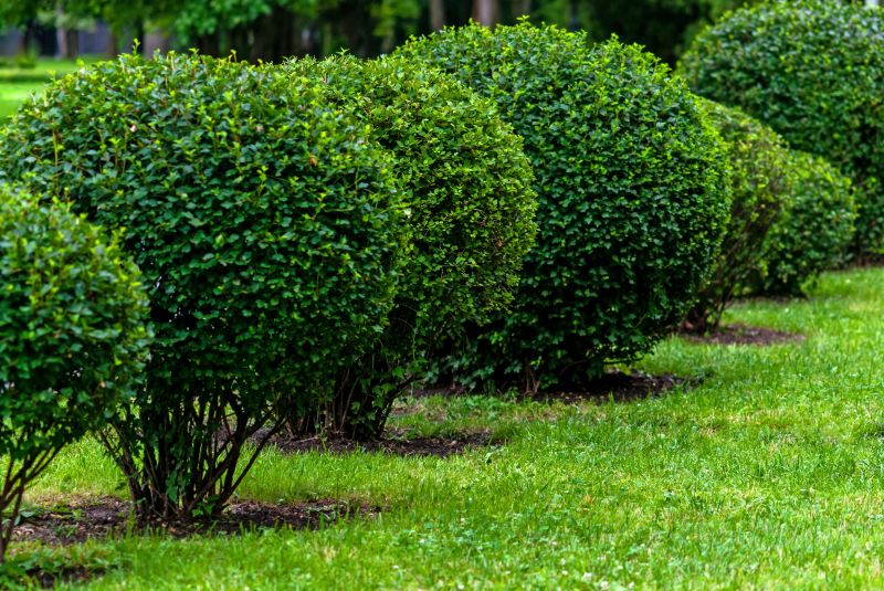 Trimmed Shrubs in Winter