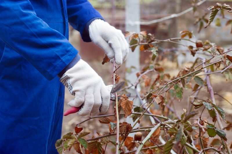 Trimming Black Shrubs