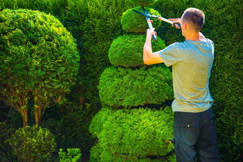 Evergreen Shrub Trimming